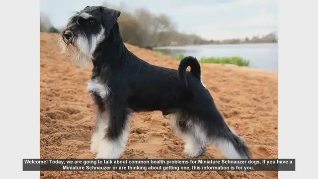 Video thumbnail for Common Health Problems in Miniature Schnauzers: What You Need to Know