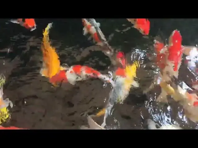 Video thumbnail for Koi Fish in Japanese Contemporary Art: A Blend of Tradition and Innovation
