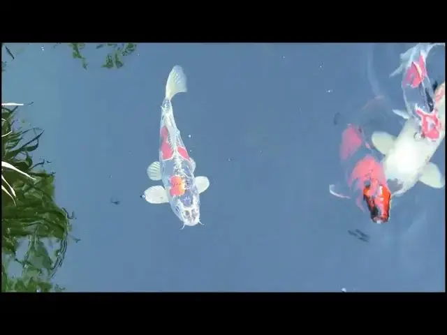 Video thumbnail for Koi Fish: Sacred Symbols or Cultural Icons?