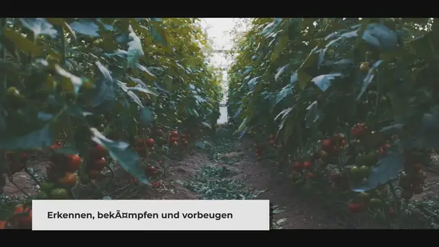 Video thumbnail for Tomatenrostmilbe im Gewächshaus erkennen, bekämpfen und vorbeugen