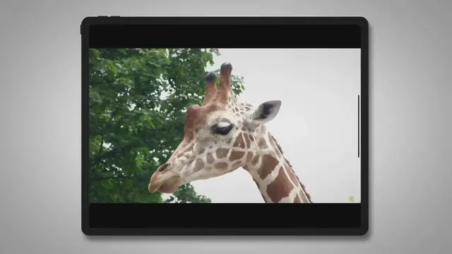 Video thumbnail for Can Cats Eat Cheetos? – Concerns & Reflections