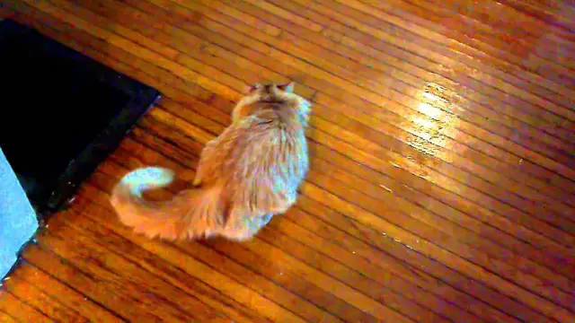 Video thumbnail for Parker: 0 to Meh in 60 seconds | Parker The Cat