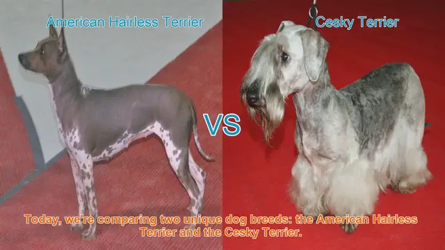 Video thumbnail for American Hairless Terrier vs. Cesky Terrier: A Comparison