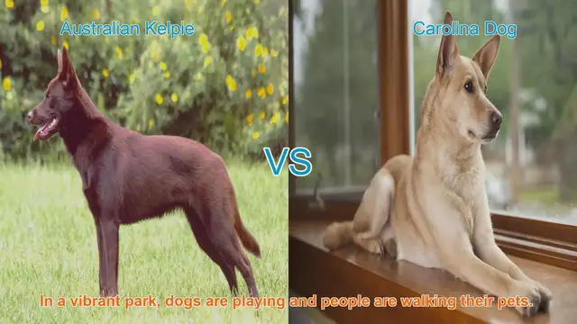 Video thumbnail for Australian Kelpie vs. Carolina Dog: A Comprehensive Breed Comparison