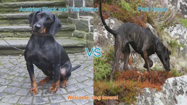 Video thumbnail for Austrian Black and Tan Hound vs. Plott Hound: A Comprehensive Comparison