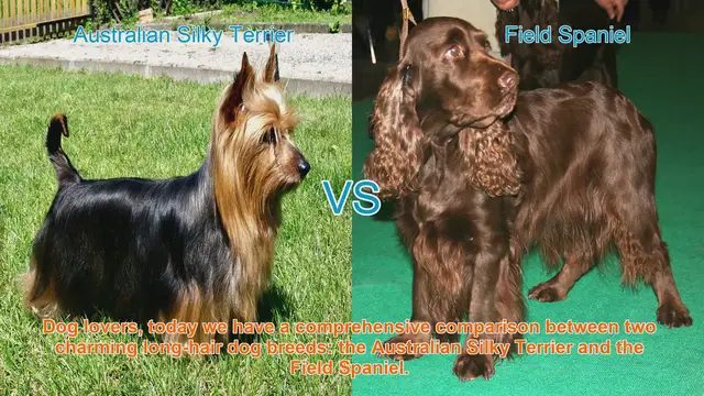 Video thumbnail for Australian Silky Terrier vs. Field Spaniel: A Comprehensive Comparison