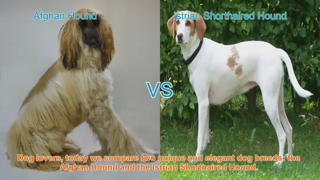 Video thumbnail for Afghan Hound VS Istrian Shorthaired Hound