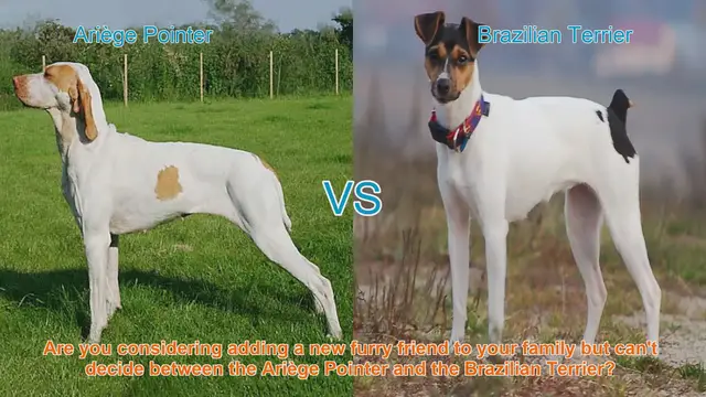Video thumbnail for Ariège Pointer vs. Brazilian Terrier: Choosing the Right Dog Breed for You
