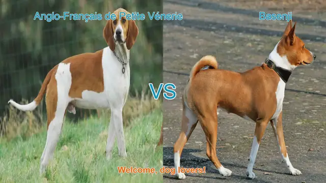 Video thumbnail for Dog Breed Showdown: Anglo-Français de Petite Vénerie vs. Basenji
