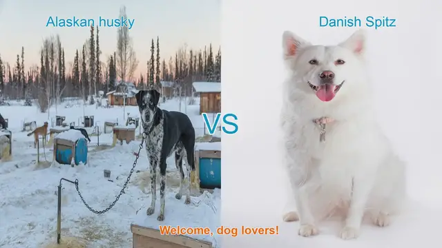 Video thumbnail for Alaskan Husky vs. Danish Spitz: A Comprehensive Comparison