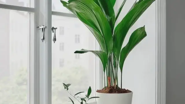 Video thumbnail for Low light indoor plants