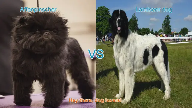 Video thumbnail for Affenpinscher vs. Landseer: A Comparison of Two Unique Dog Breeds