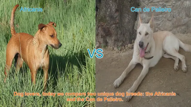 Video thumbnail for Africanis vs. Can de Palleiro: A Comparative Guide to Unique Dog Breeds