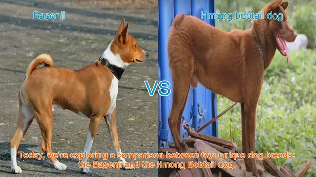 Video thumbnail for Basenji vs. Hmong Bobtail Dog: A Comprehensive Comparison