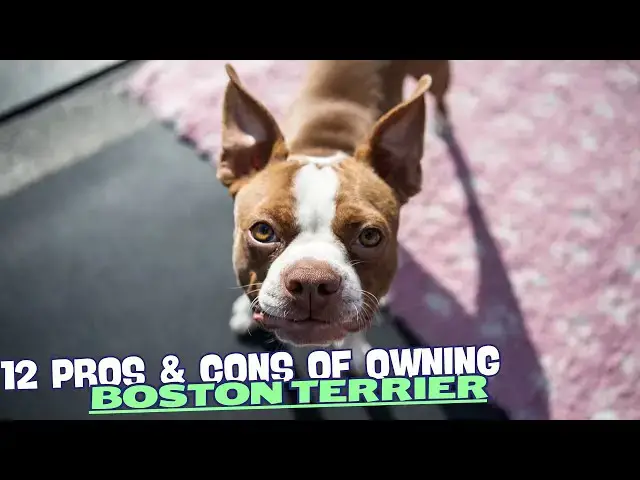 Video thumbnail for 12 Pros & Cons of Owning a Boston Terrier🎩
