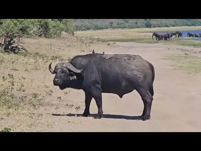 'Video thumbnail for The Chobe Riverfront - Serondela Area Daytime Tour'