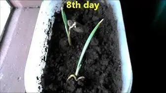 Video thumbnail for Growing dates from seeds / How to grow date palm from seeds./Germinating date plant from seeds.