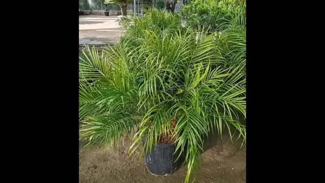 'Video thumbnail for phoenix palm plant care'