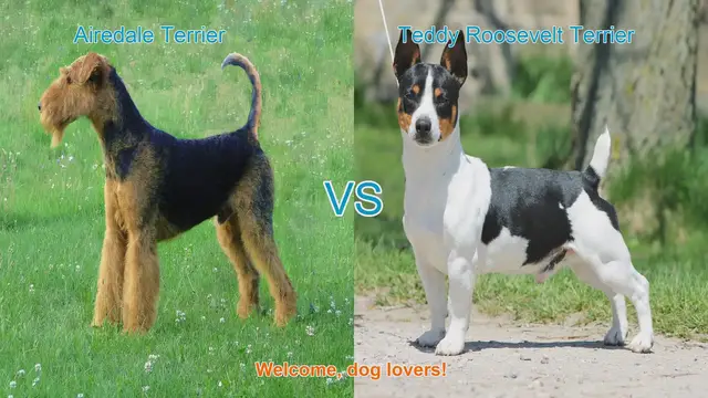 Video thumbnail for Airedale Terrier vs. Teddy Roosevelt Terrier: A Comprehensive Comparison