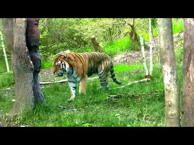Video thumbnail for How Tigers’ Diets Change as They Age?