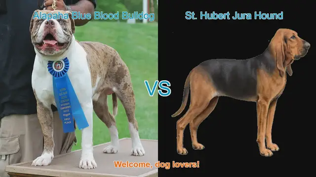 Video thumbnail for Alapaha Blue Blood Bulldog VS St. Hubert Jura Hound