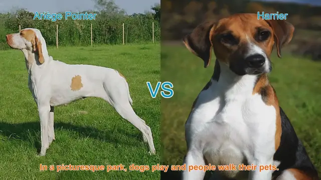 Video thumbnail for Ariège Pointer vs. Harrier: A Comparison of Remarkable Dog Breeds