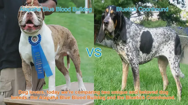 Video thumbnail for Alapaha Blue Blood Bulldog vs. Bluetick Coonhound: A Comparison of Two Beloved Dog Breeds