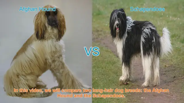 Video thumbnail for Comparing Afghan Hound and Schapendoes: A Guide to Choosing the Right Long-Haired Dog Breed
