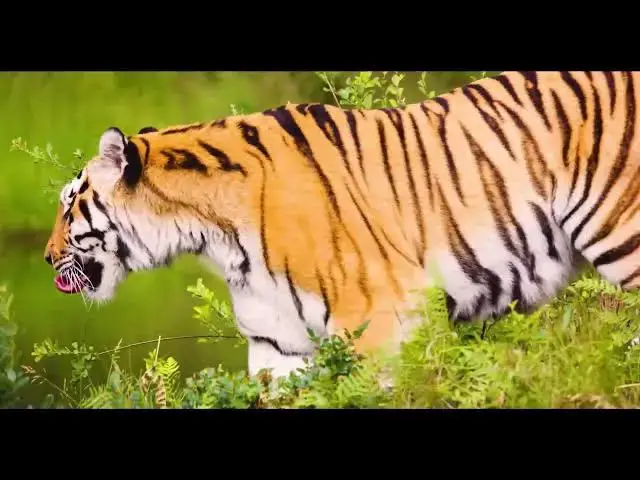 Video thumbnail for How Tiger Tracks Are Used to Understand Movement Patterns?