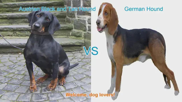 Video thumbnail for Austrian Black and Tan Hound vs. German Hound: A Detailed Comparison