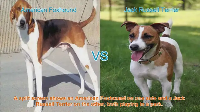 Video thumbnail for American Foxhound vs. Jack Russell Terrier: A Breed Comparison