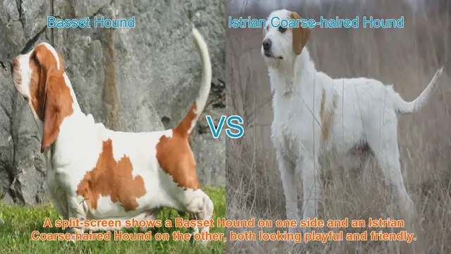 Video thumbnail for Basset Hound vs. Istrian Coarse-haired Hound: A Breed Comparison