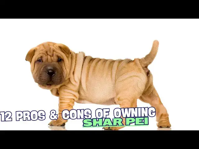 Video thumbnail for 12 Pros & Cons of Owning a Shar Pei! 🐶
