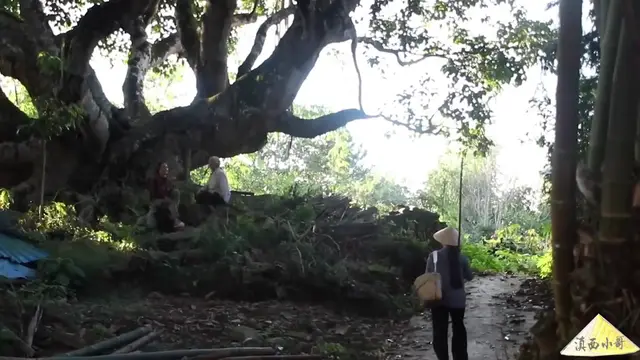 'Video thumbnail for 这种植物被称为“平民燕窝”，我们叫它皂角米，用来煮皂角米羹【滇西小哥】 (720p 30fps)'