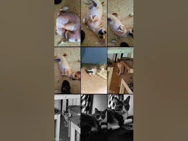 Video thumbnail for My pets🥰