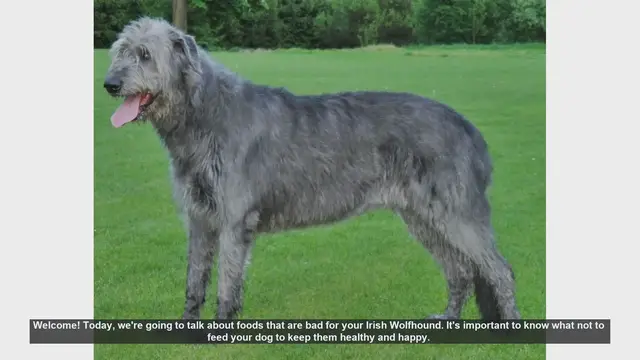Video thumbnail for Foods to Avoid Feeding Your Irish Wolfhound