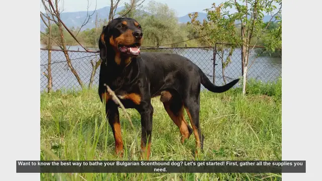 Video thumbnail for How to Bathe Your Bulgarian Scenthound: Step-by-Step Guide