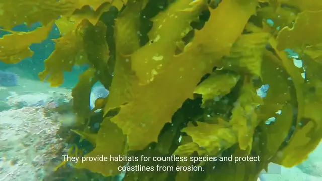 Video thumbnail for The Importance of Coral Reefs and the Threats They Are Facing