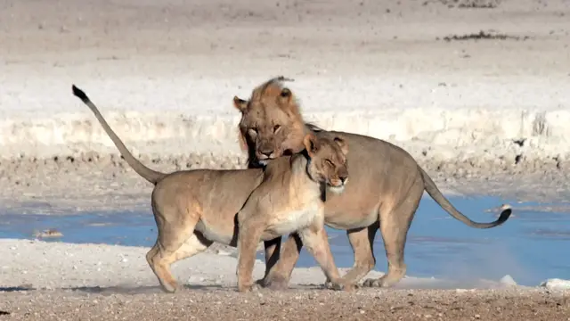 Video thumbnail for Löwen im Etosha Nationalpark | Rundreise Namibia