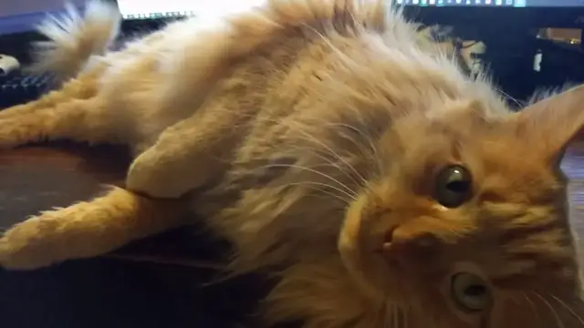 Video thumbnail for Parker Ownership Simulator: Playing Games With Parker | Parker The Cat