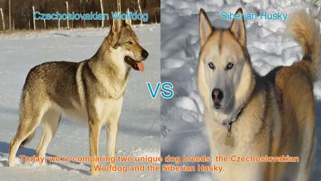 Video thumbnail for Czechoslovakian Wolfdog vs. Siberian Husky: A Breed Comparison