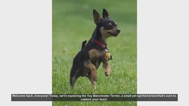 Video thumbnail for Toy Manchester Terrier: Pros and Cons of This Spirited Breed