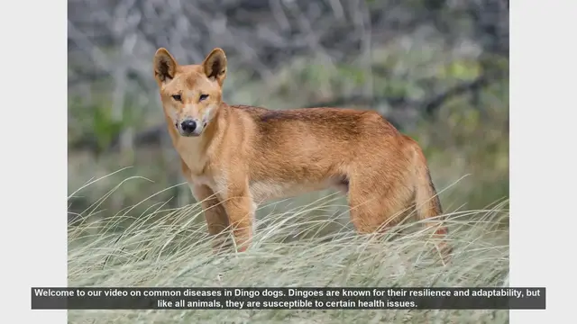 Video thumbnail for Common Diseases in Dingo Dogs: Prevention and Care