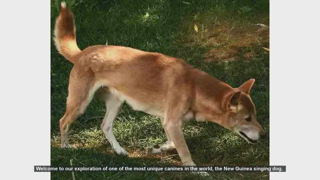 Video thumbnail for Top 10 Fascinating Facts About the New Guinea Singing Dog