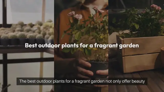 Video thumbnail for Best Outdoor Plants for Fragrant Gardens