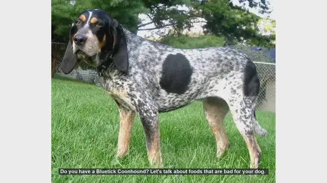 Video thumbnail for Dangerous Foods for Your Bluetick Coonhound: Keep Them Safe!