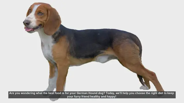 Video thumbnail for Best Diet Tips for Your German Hound Dog