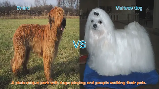 Video thumbnail for Briard vs. Maltese: A Comparison of Long-Haired Dog Breeds