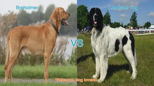 Video thumbnail for Broholmer vs. Landseer: A Comprehensive Comparison for Dog Lovers