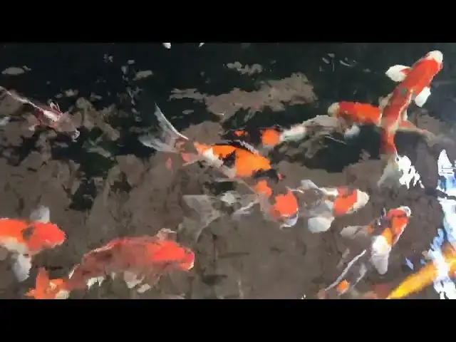 Video thumbnail for How to Remove String Algae from Your Koi Pond